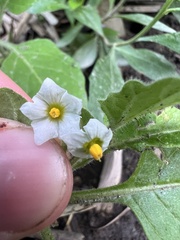 author not stated, no rights reserved Solanum sarrachoides, photograph author not stated, no rights reserved