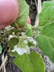 author not stated, no rights reserved Solanum sarrachoides, photograph author not stated, no rights reserved