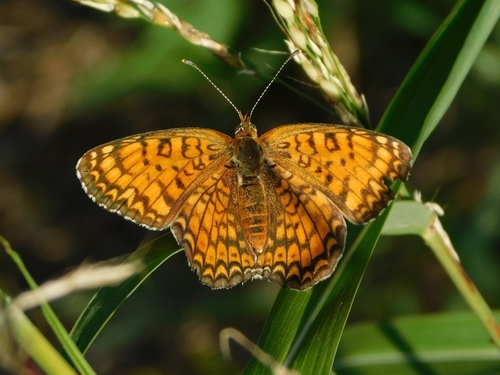 Knapweed Fritillary
