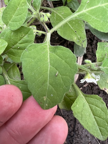 Solanum sarrachoides, photograph 4