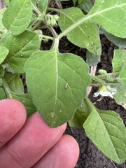 author not stated, no rights reserved Solanum sarrachoides, photograph author not stated, no rights reserved