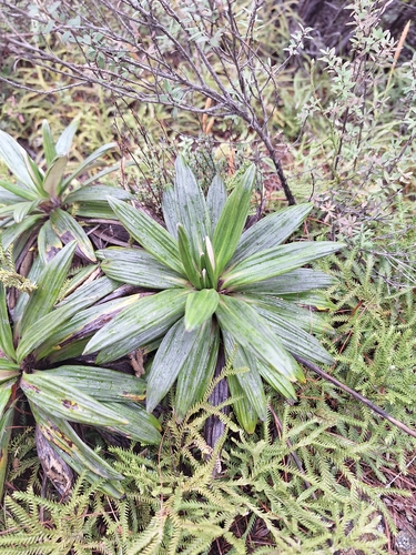 Celmisia spectabilis, photograph 2