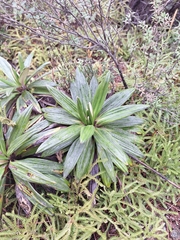 Celmisia spectabilis, photograph (c) Oscar Dove, some rights reserved (CC BY)