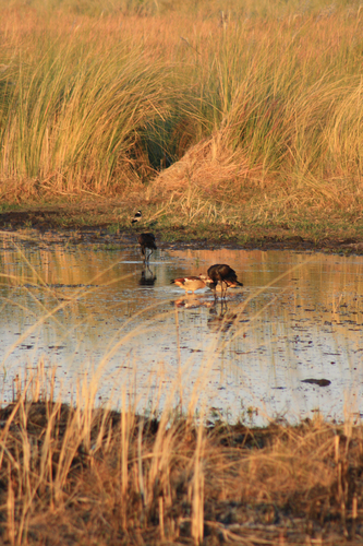 iNaturalist image