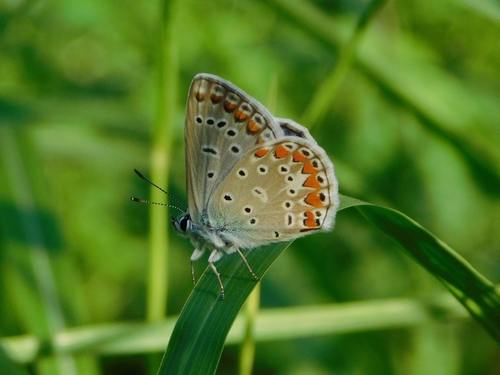 Common Blue