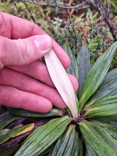Celmisia spectabilis, photograph 4
