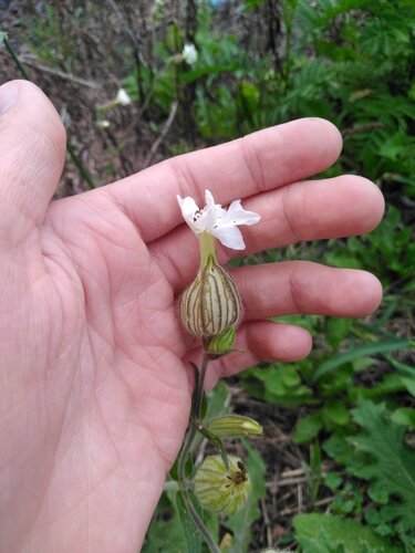 white campion