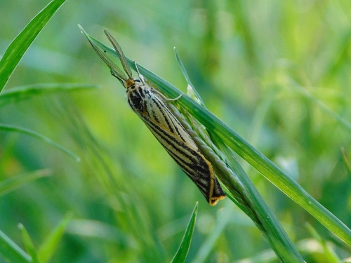 Feathered Footman