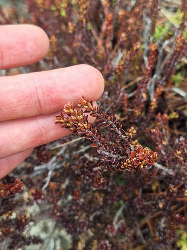 Epacris alpina observed 2026-08-29