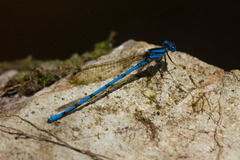 Argia fissa