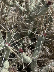 Cylindropuntia tesajo