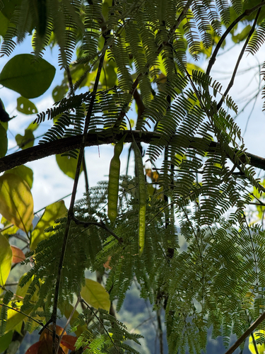 Leucaena diversifolia observed 2026-08-31