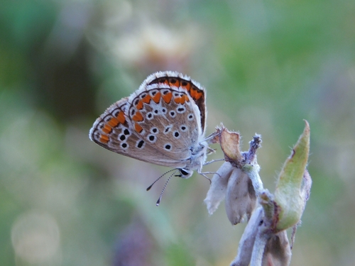 Brown Argus