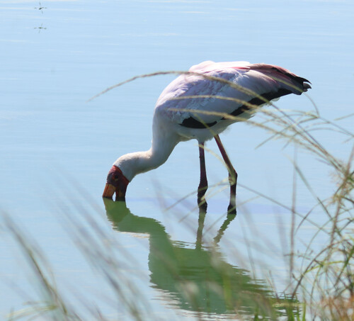 iNaturalist image