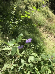 Scutellaria tuberosa