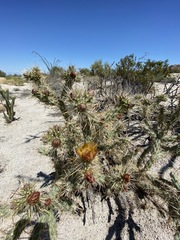 Cylindropuntia sanfelipensis