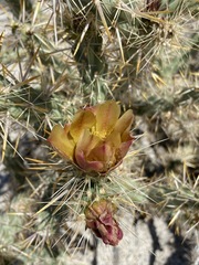 Cylindropuntia sanfelipensis