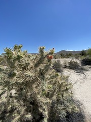 Cylindropuntia sanfelipensis
