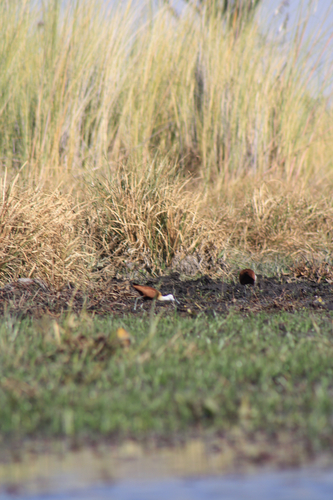 iNaturalist image