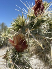 Cylindropuntia sanfelipensis