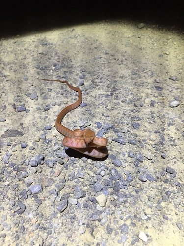 Brown Tree Snake sighting
