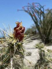 Cylindropuntia sanfelipensis