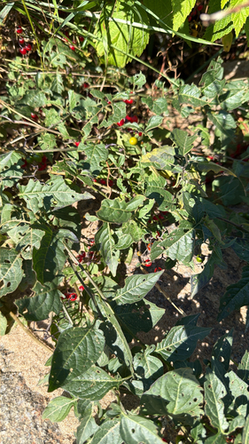 bittersweet nightshade