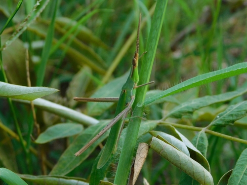 Acrida ungarica mediterranea