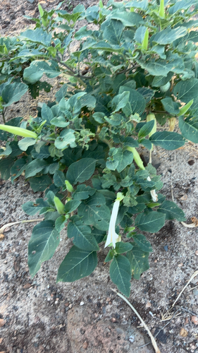 Datura metel observed 2026-08-30