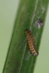 Galerucella calmariensis