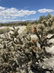 Cylindropuntia sanfelipensis