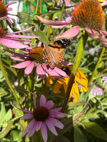 Painted Lady