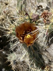 Cylindropuntia sanfelipensis