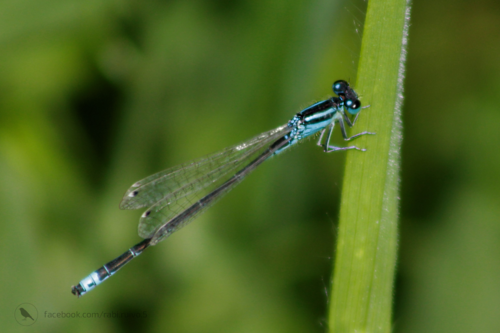 Scarce Blue-tailed Damselfly
