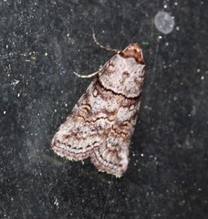 Calathusa hypotherma