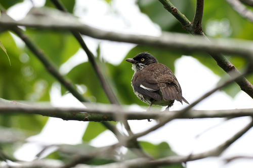 Aplonis tabuensis observed 2026-08-26