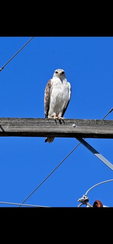 Ferruginous Hawk