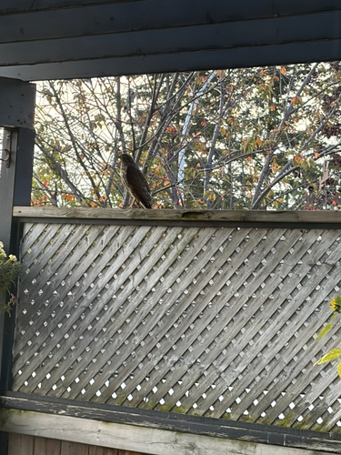 Sharp-shinned Hawk