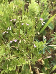 Vicia tetrasperma