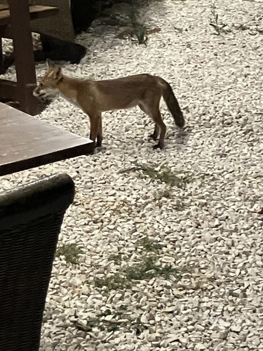Red Fox