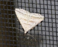 Lysimelia lenis