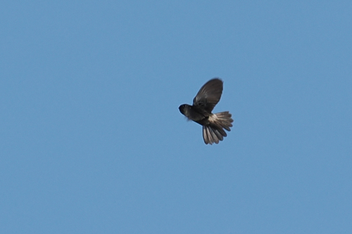 Aerodramus spodiopygius observed 2026-08-27