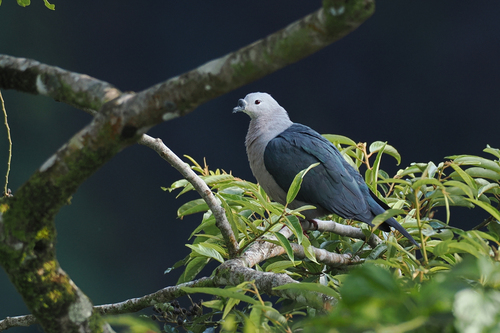 Ducula pacifica observed 2026-08-27