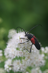 Purpuricenus humeralis