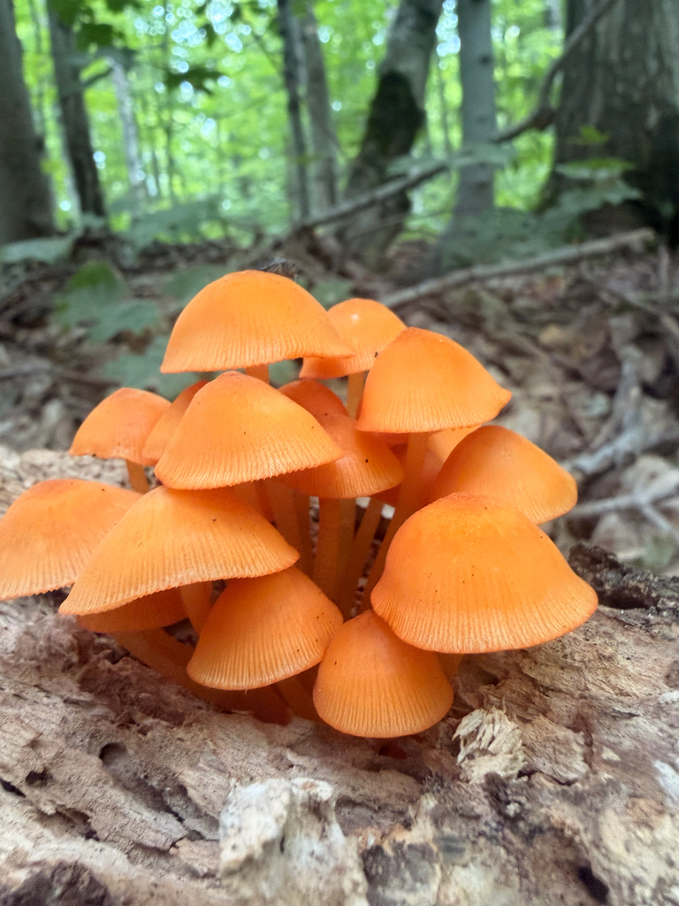 orange mycena · August 2026 · photo: Photo: (c) healwithmushrooms, some rights reserved (CC BY) · iNaturalist
