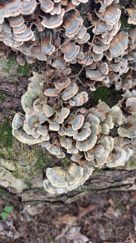 turkey-tail · August 2026 · photo: Photo: (c) healwithmushrooms, some rights reserved (CC BY) · iNaturalist