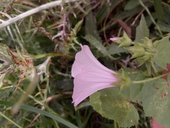 Malva trimestris image