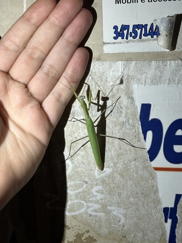 European Mantis