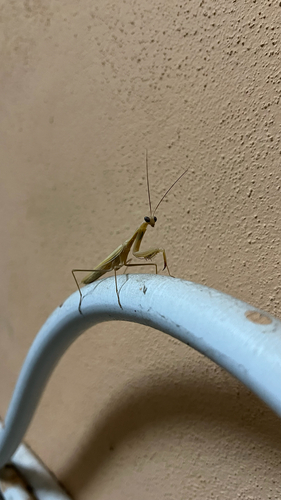 European Mantis