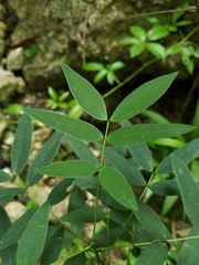 Senna corymbosa